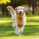 Happy dog joyfully moving in a sunlit outdoor setting, showing vibrant canine mobility.