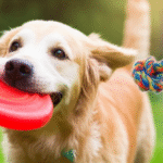 alt_text: Happy dog playing fetch, tug-of-war, hide-and-seek, and indoor games.