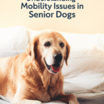 Senior dog (Labrador/Golden Retriever) with a kind face, evoking gentle care and hope for comfortable mobility.