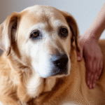 Tender touch on a senior dog, emphasizing loving care for older pets.