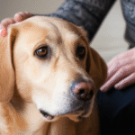 A thoughtful dog's gentle gaze, soft human touch, calm setting. Realistic, nuanced emotion.
